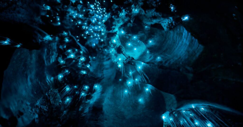 Waitomo Glowworm Cave