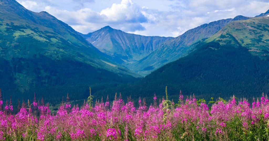 Chugach National Forest