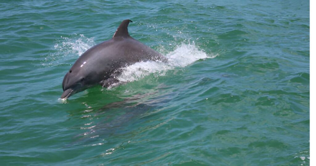 Dolphin Watching Caxambas Pass Park