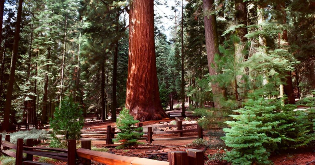 Mariposa Grove Yosemite National Park