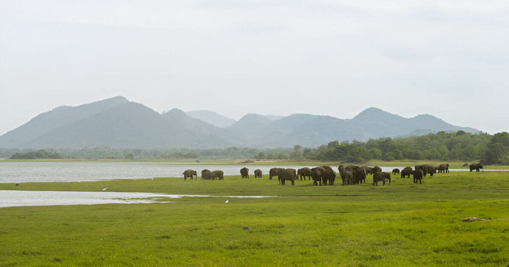 Minneriya National Park in Sri lanka