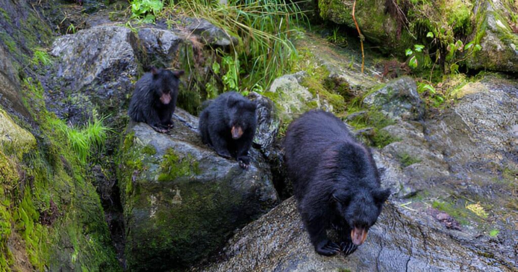 Tongass National Forest