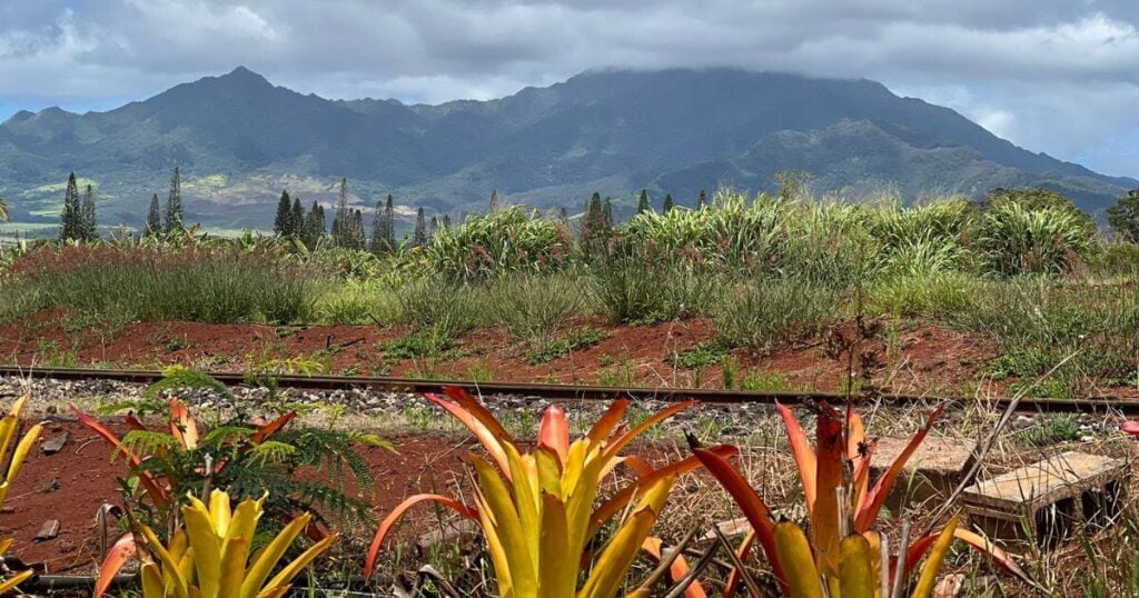 Dole Plantation