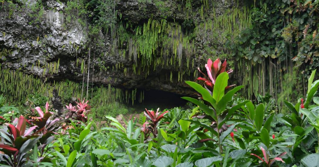 Fern Grotto in Kauai