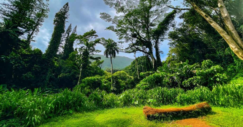 Manoa Falls Trail, Honolulu Watershed Forest Reserve