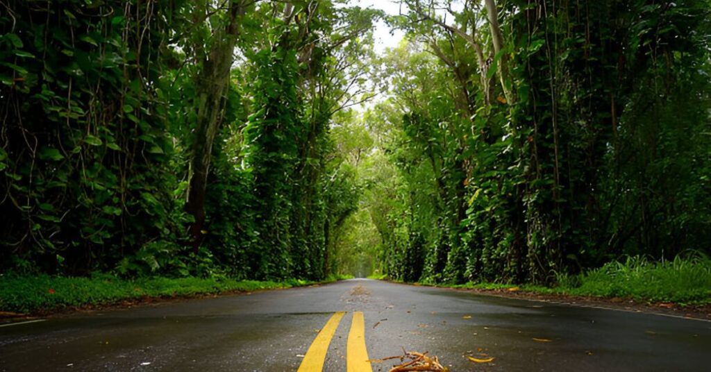 Tree Tunnel in Kauai