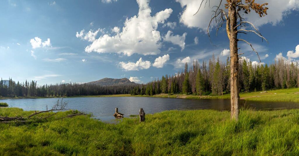 Uinta-Wasatch-Cache National Forest in Utah