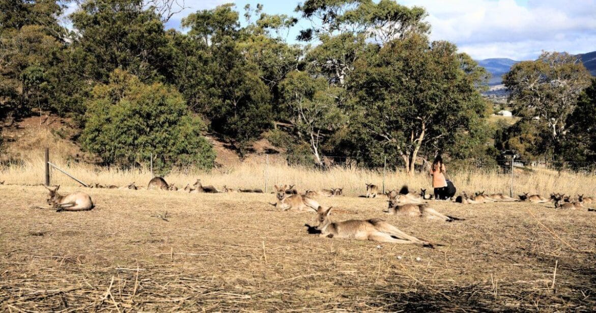 Bonorong Wildlife Sanctuary in Hobart