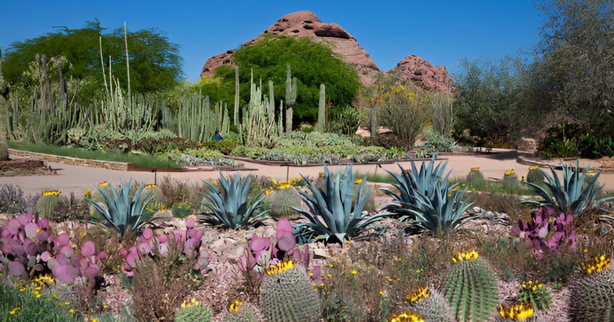 Desert Botanical Garden in Phoenix