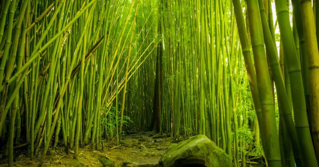 Pipiwai Trail in Maui