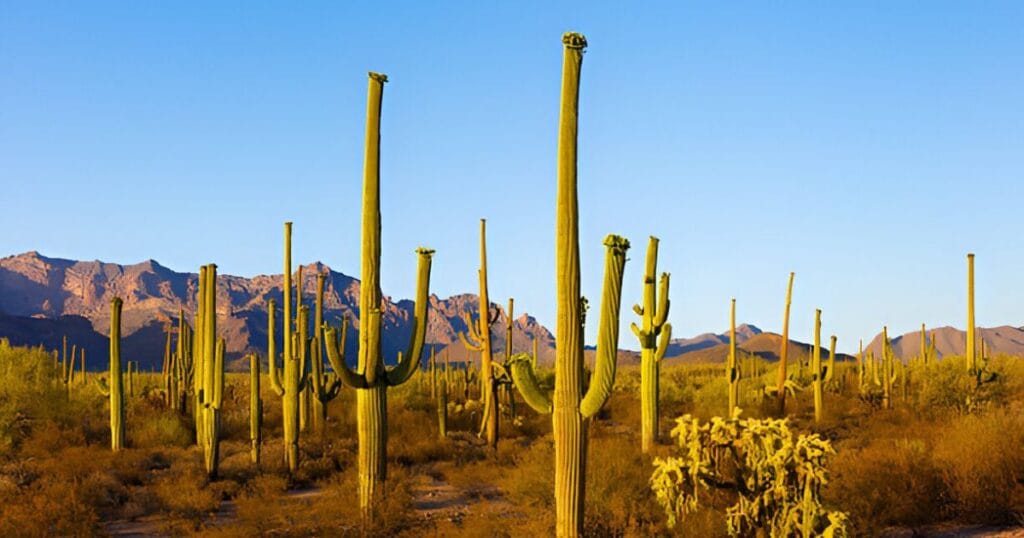 Saguaro National Park in Arizona