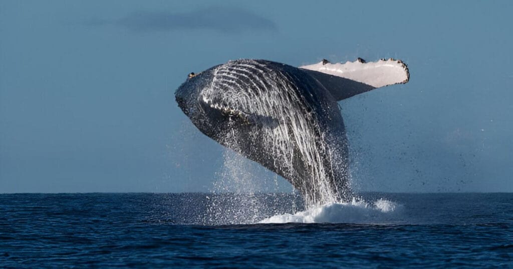 Whale watching in Maui