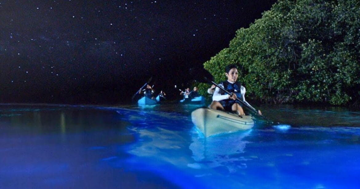 Taking a Bioluminescence Bay Kayak Tour on a dark night full of stars