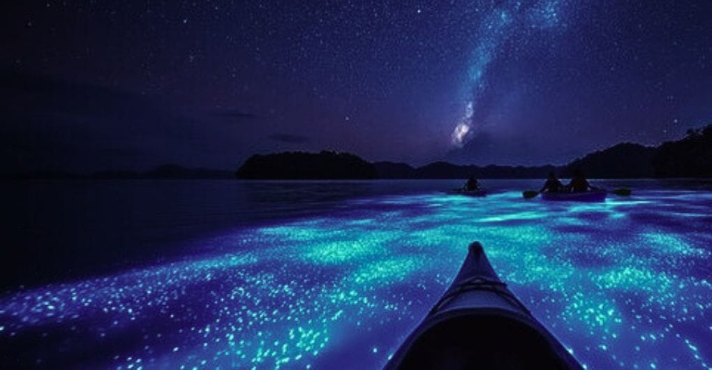 Bioluminescent Bay Tours in Vieques. 