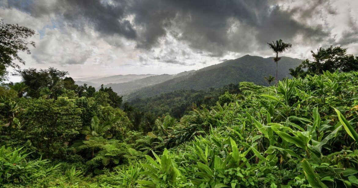 Amazing View El Yunque National Forest in Puerto Rico