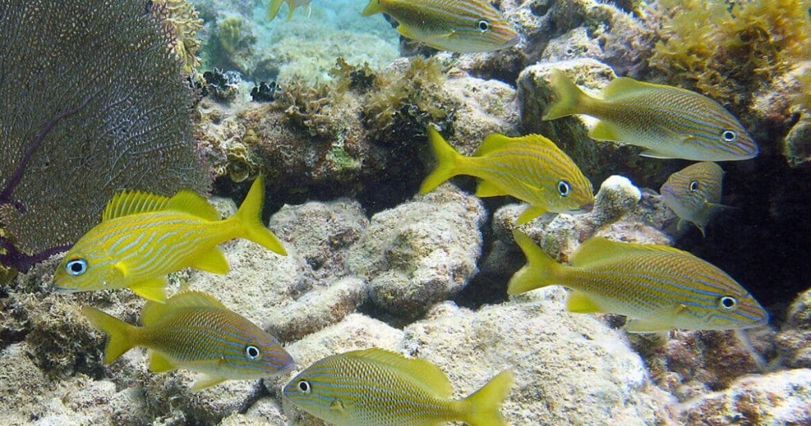 Under Water Marine Life  in Culebra Island 