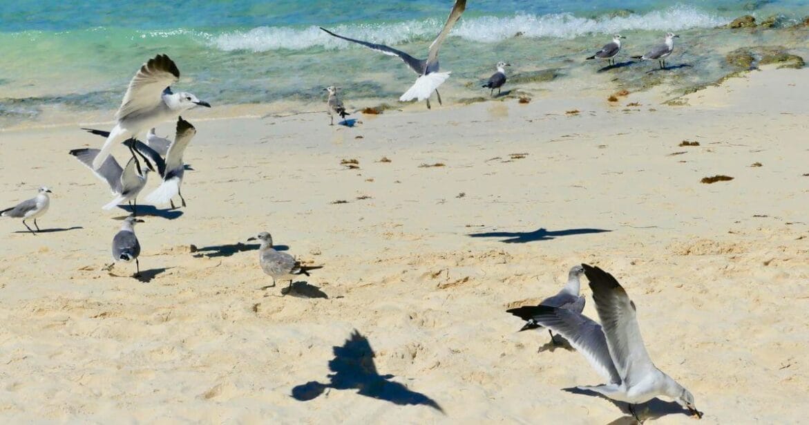 Wildlife Watching in Culebra  Beach