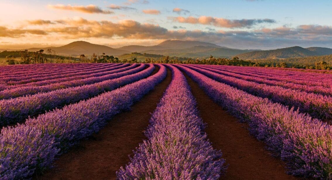 Bridestow Lavender Farm in Tasmania