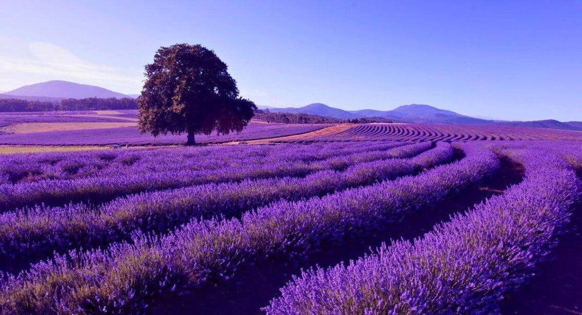 Bridestowe Lavender Estate in Launceston, Tasmania