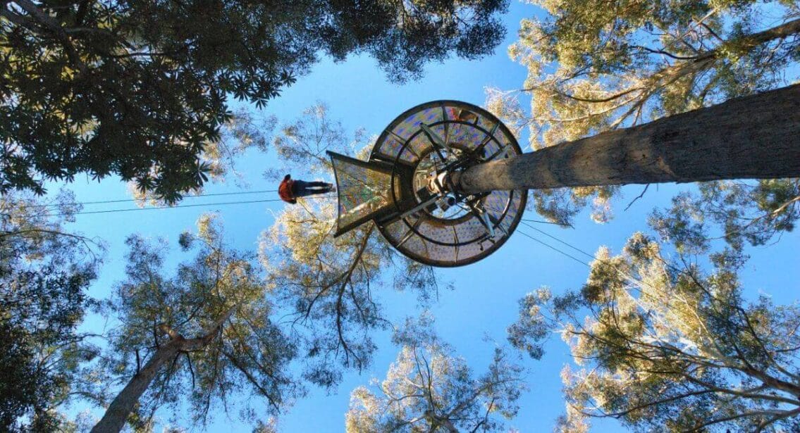 Hollybank Treetop Adventures in Launceston, Tasmania