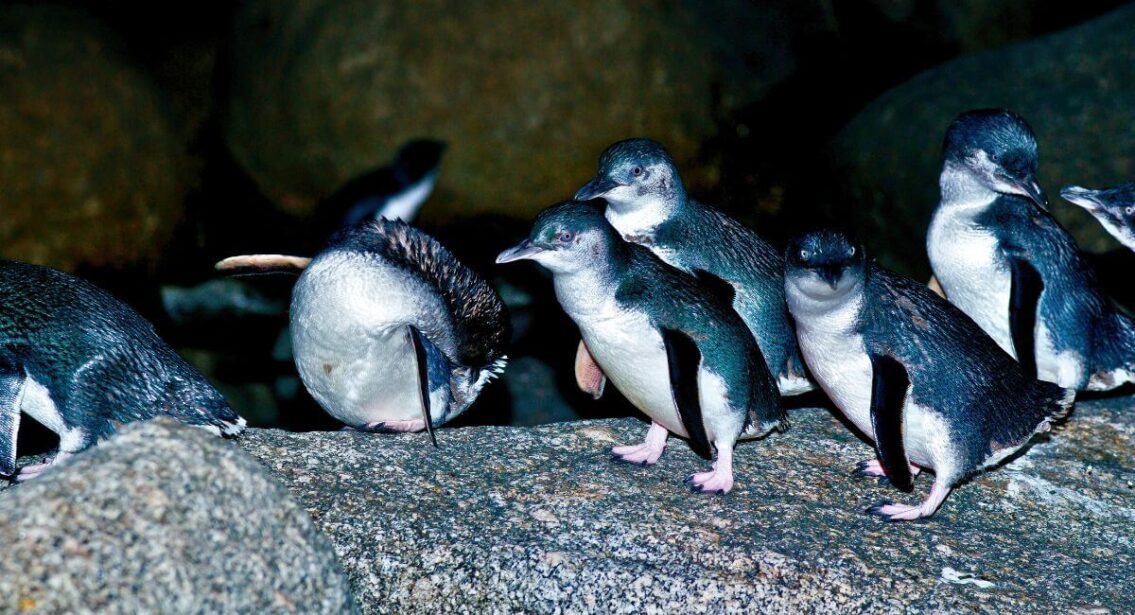 Little Penguin Viewing at Bicheno in Tasmania, Australia