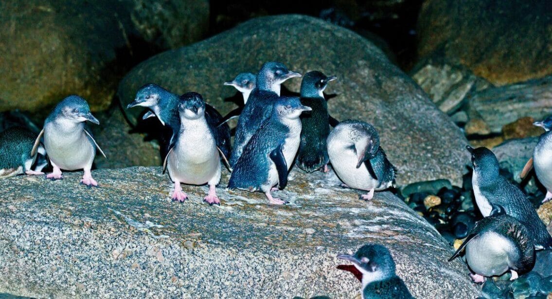 Little Penguin Watching at Low-Head in Tasmania, Australia