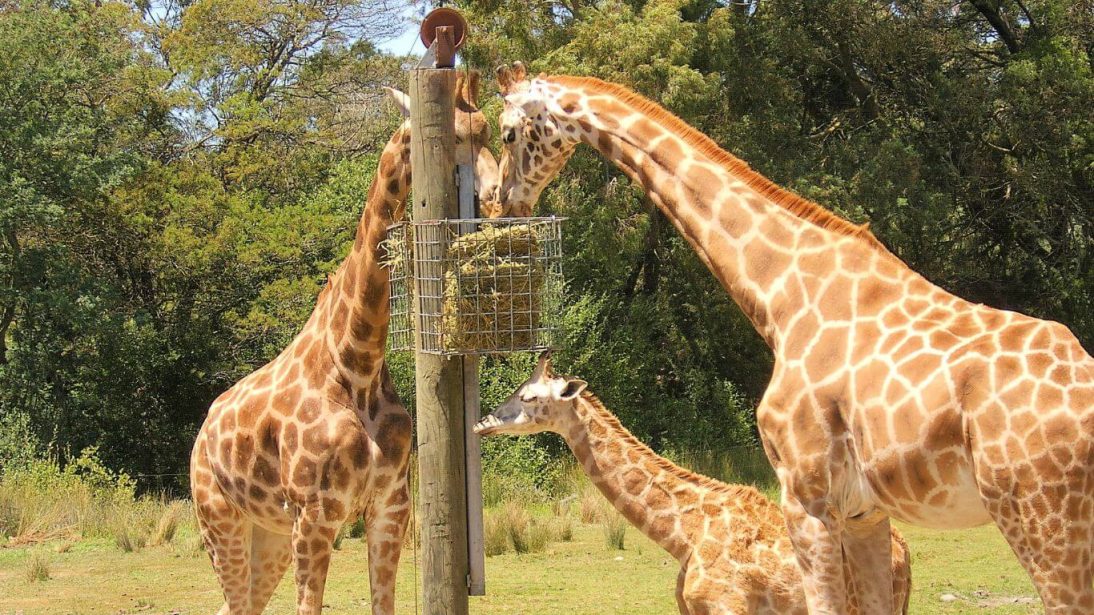 Orana Wildlife Park in Christchurch